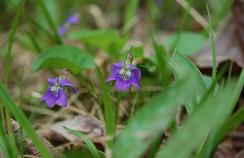 Allen Creek Nature Preserve
