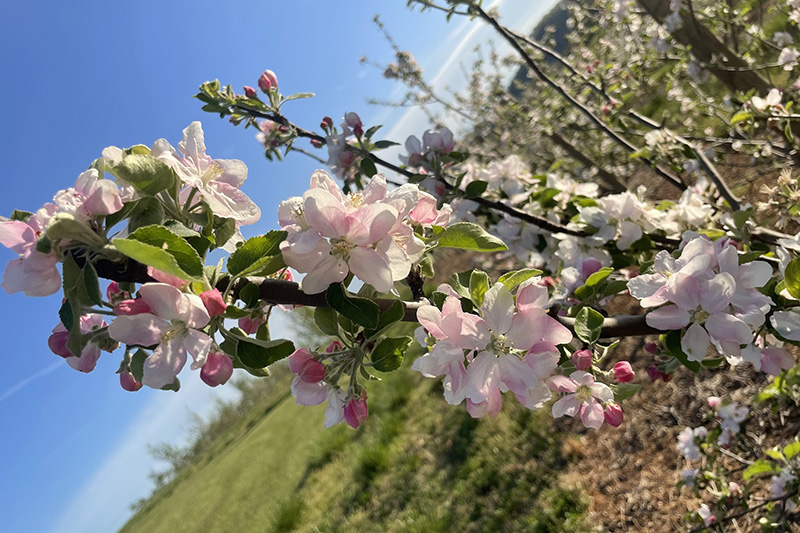 Drumheller’s Orchard