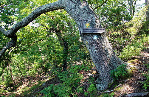 Fortune’s Cove Nature Preserve