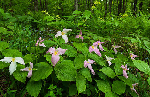 Trillium Field