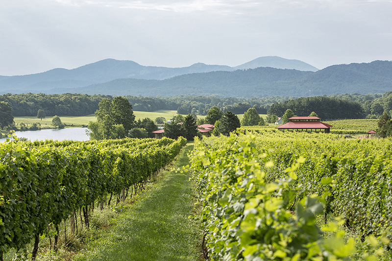 Afton Mountain Vineyards