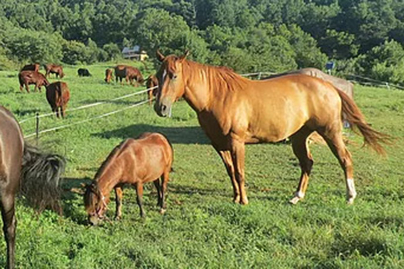Davis Creek Farm