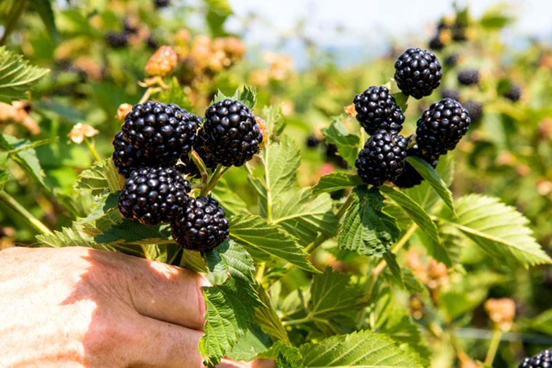 Edible Landscaping