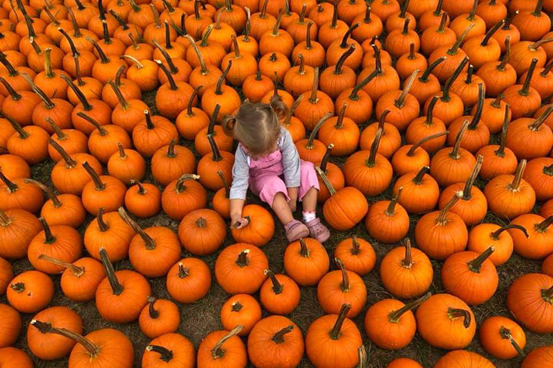 Fitzgerald Farms