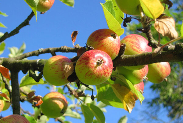 Fitzgerald’s Orchard