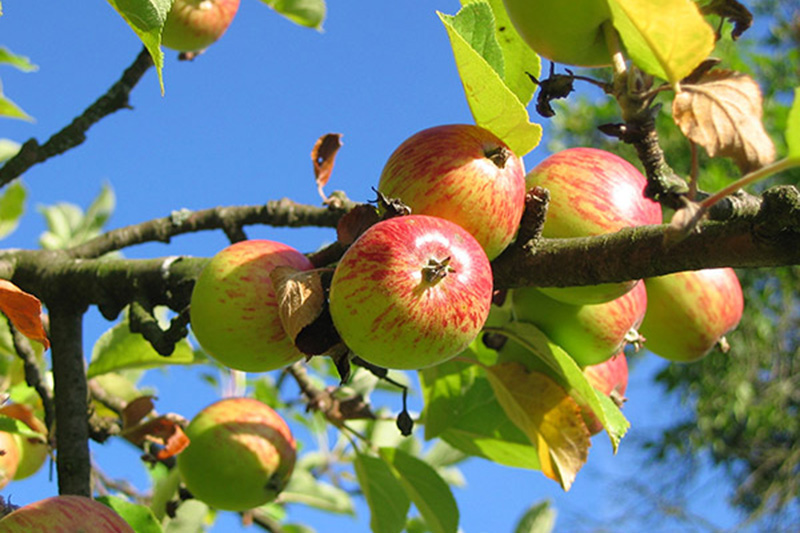 Fitzgerald’s Orchard