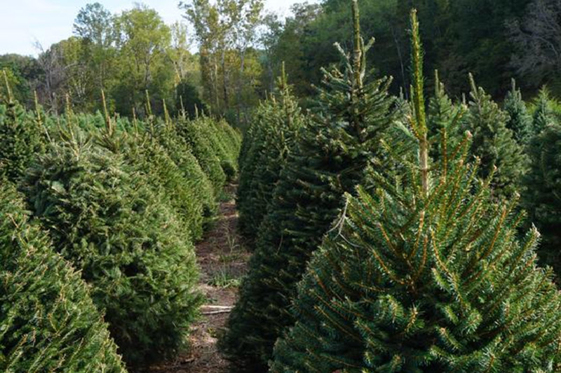 Saunders Brothers Choose and Cut Christmas Tree Farm Nelson County