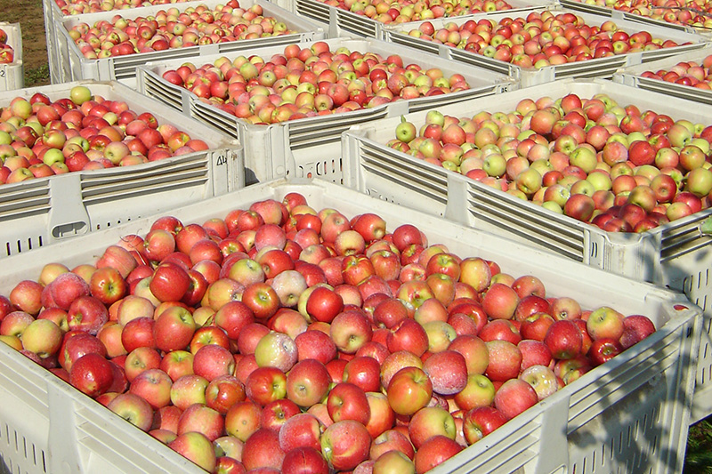 Silver Creek Orchards