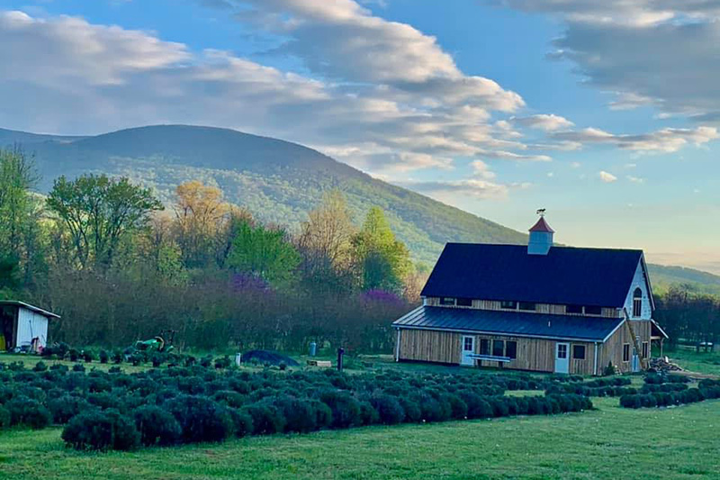 Silver Fox Lavender Farm